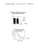 Compositions and Methods for Treatment of Prostate and Other Cancers diagram and image