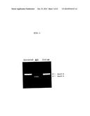 ENA NUCLEIC ACID PHARMACEUTICALS CAPABLE OF MODIFYING SPLICING OF mRNA     PRECURSORS diagram and image