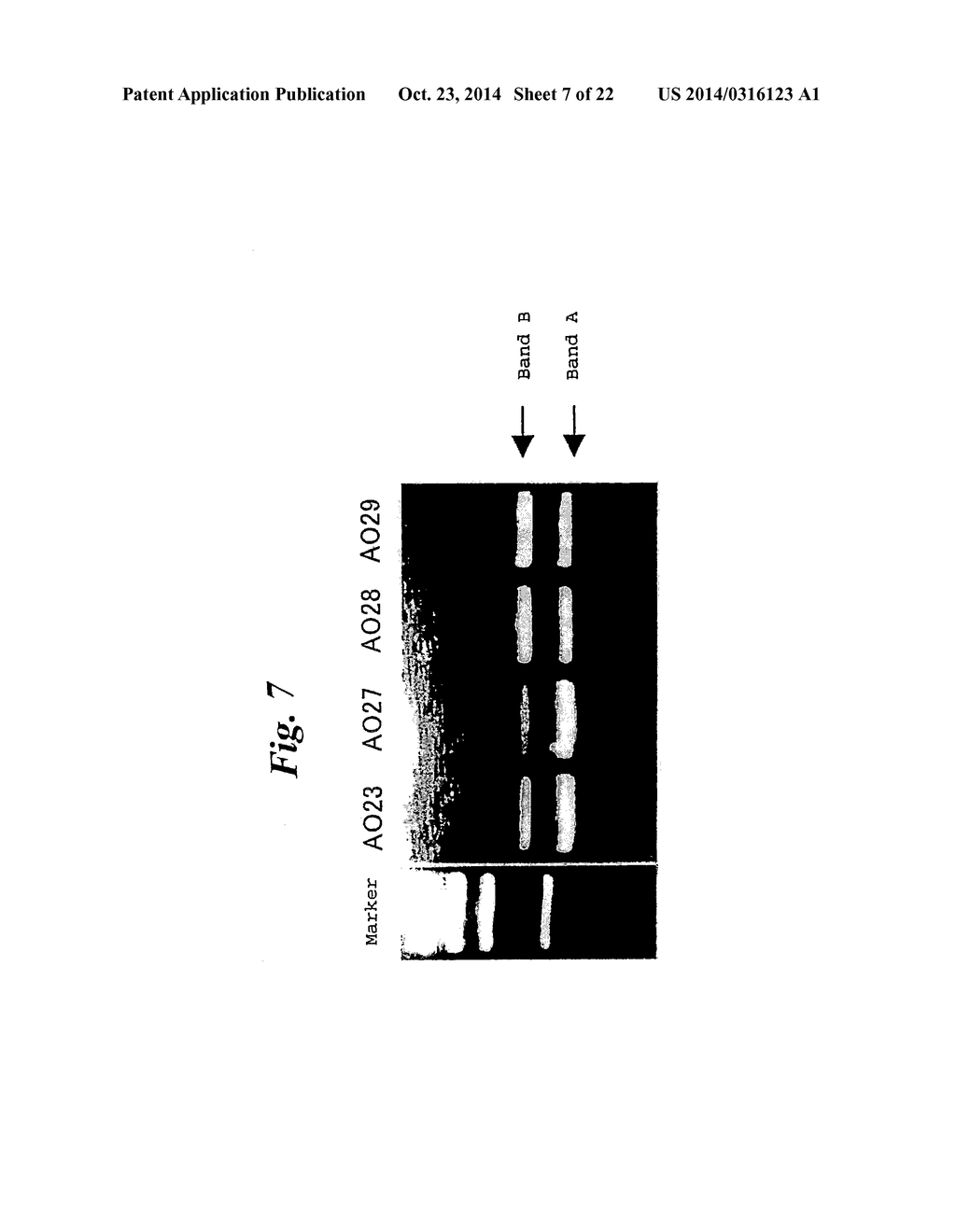 ENA NUCLEIC ACID PHARMACEUTICALS CAPABLE OF MODIFYING SPLICING OF mRNA     PRECURSORS - diagram, schematic, and image 08