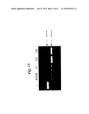 ENA NUCLEIC ACID PHARMACEUTICALS CAPABLE OF MODIFYING SPLICING OF mRNA     PRECURSORS diagram and image