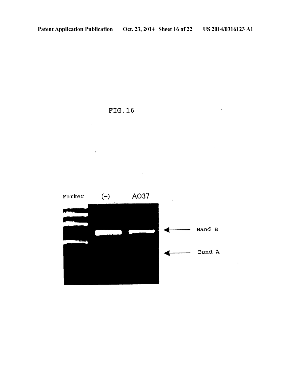 ENA NUCLEIC ACID PHARMACEUTICALS CAPABLE OF MODIFYING SPLICING OF mRNA     PRECURSORS - diagram, schematic, and image 17