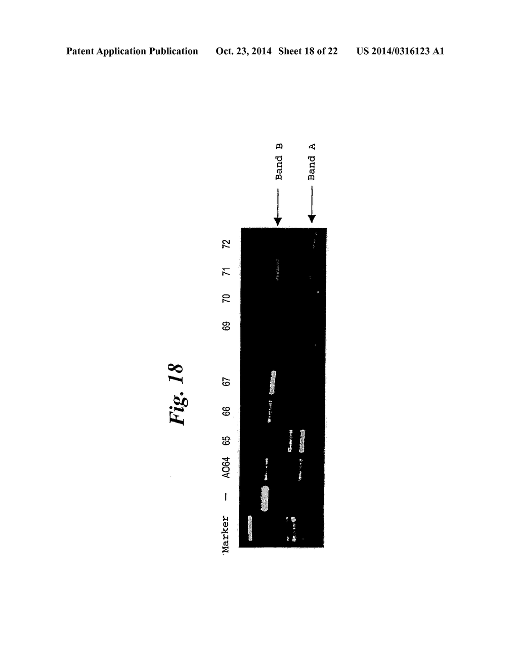 ENA NUCLEIC ACID PHARMACEUTICALS CAPABLE OF MODIFYING SPLICING OF mRNA     PRECURSORS - diagram, schematic, and image 19