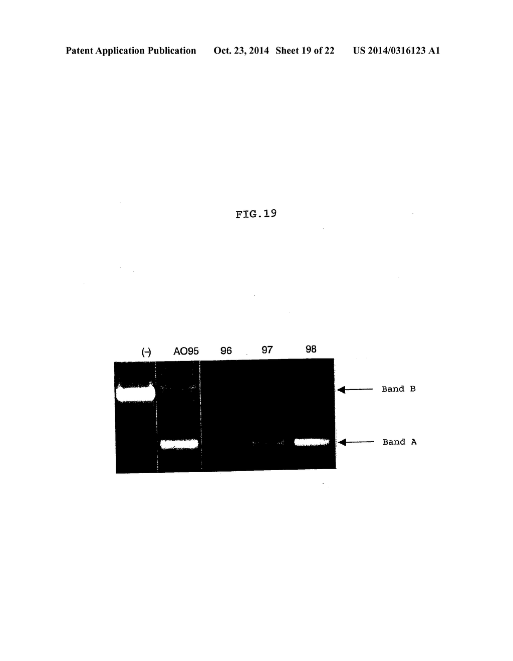 ENA NUCLEIC ACID PHARMACEUTICALS CAPABLE OF MODIFYING SPLICING OF mRNA     PRECURSORS - diagram, schematic, and image 20