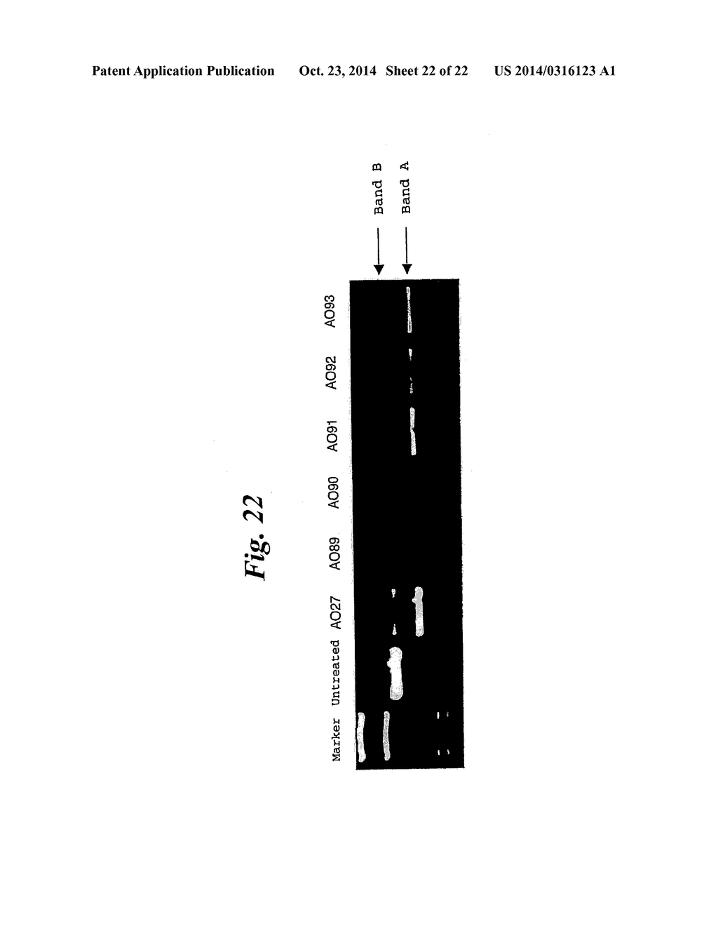 ENA NUCLEIC ACID PHARMACEUTICALS CAPABLE OF MODIFYING SPLICING OF mRNA     PRECURSORS - diagram, schematic, and image 23