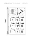 METHODS FOR MEASUREMENT AND ANALYSIS OF BRAIN ACTIVITY diagram and image