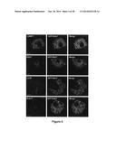 Materials and Methods Useful to Induce Cell Death via Methuosis diagram and image