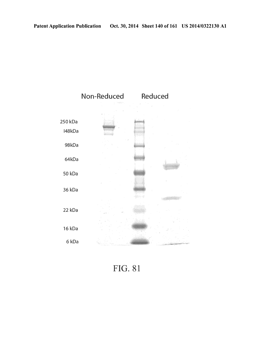 SPECIFIC BINDING PROTEINS AND USES THEREOF - diagram, schematic, and image 141