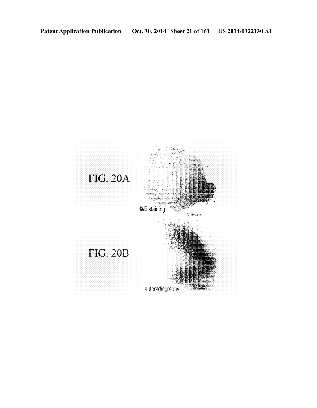 SPECIFIC BINDING PROTEINS AND USES THEREOF - diagram, schematic, and image 22