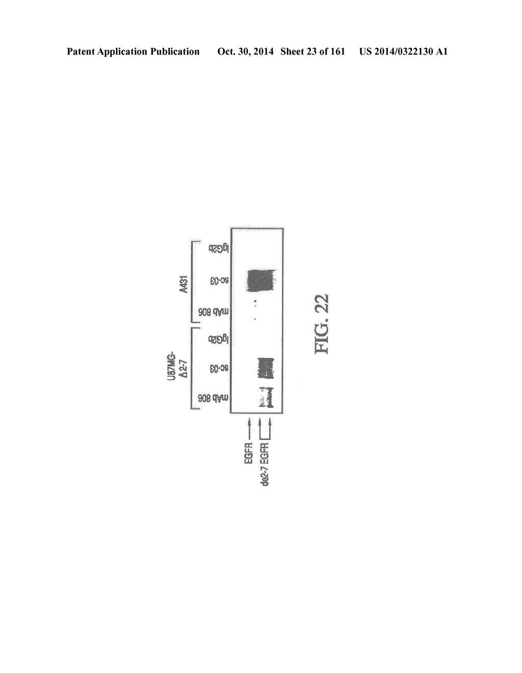 SPECIFIC BINDING PROTEINS AND USES THEREOF - diagram, schematic, and image 24