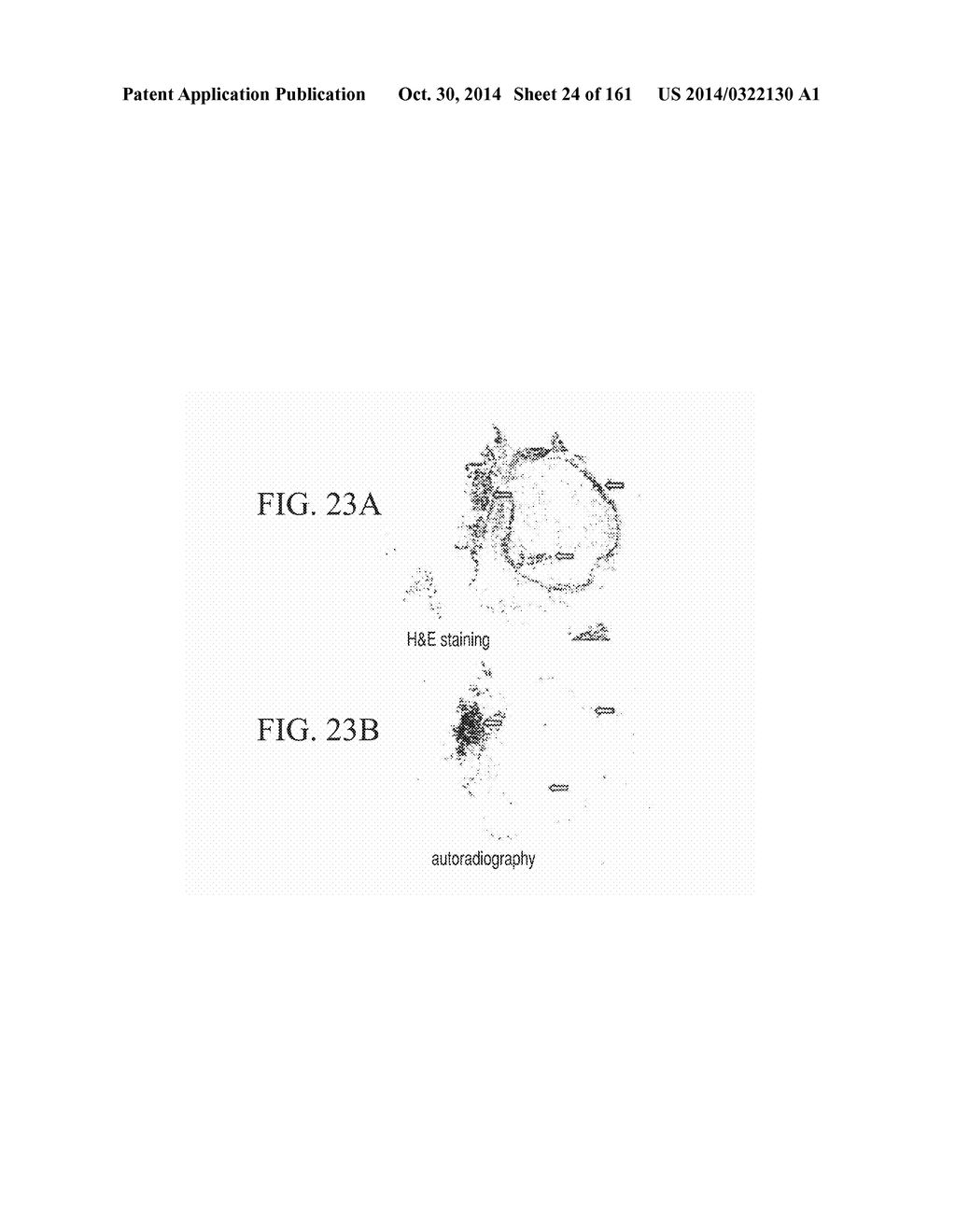 SPECIFIC BINDING PROTEINS AND USES THEREOF - diagram, schematic, and image 25