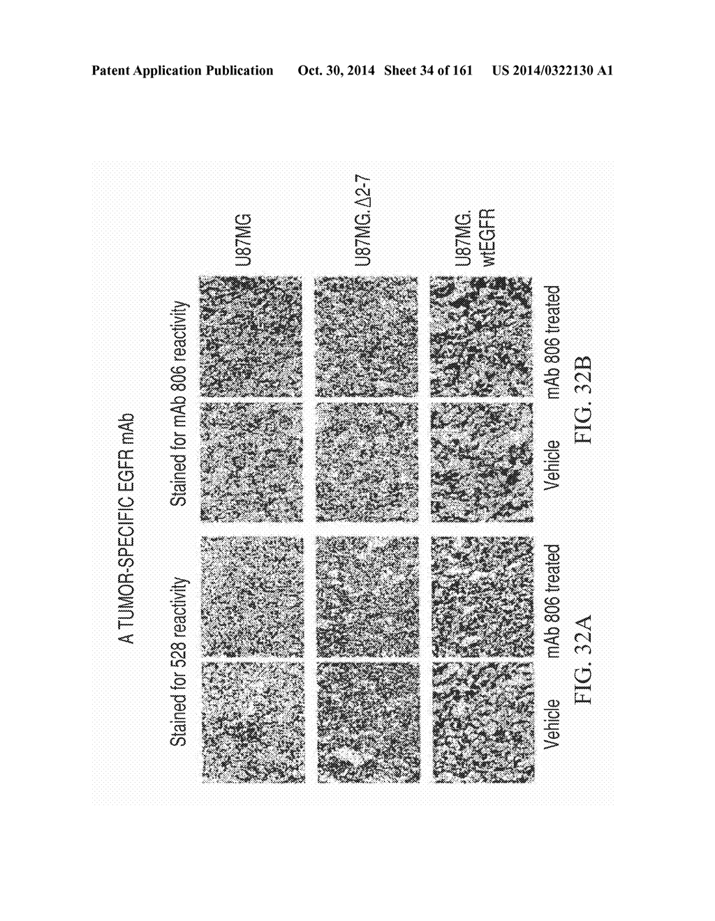 SPECIFIC BINDING PROTEINS AND USES THEREOF - diagram, schematic, and image 35