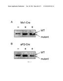 METHODS FOR TREATING OBESITY diagram and image