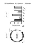 Recombinant Virus Products and Methods for Inhibition of Expression of     DUX4 diagram and image
