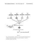 INDUCIBLE EXPRESSION CASSETTE, AND USES THEREOF diagram and image