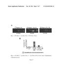 INDUCIBLE EXPRESSION CASSETTE, AND USES THEREOF diagram and image