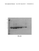 EFFECTIVE TARGETING OF PRIMARY HUMAN LEUKEMIA USING ANTI-CD123 CHIMERIC     ANTIGEN RECEPTOR ENGINEERED T CELLS diagram and image