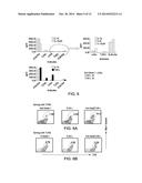 THERAPEUTIC APPLICATIONS OF ACTIVATION OF HUMAN ANTIGEN-PRESENTING CELLS     THROUGH DECTIN-1 diagram and image