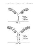 MULTIVALENT ANTIBODIES AND USES THEREFOR diagram and image