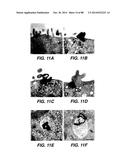 MULTIVALENT ANTIBODIES AND USES THEREFOR diagram and image