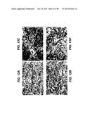 MULTIVALENT ANTIBODIES AND USES THEREFOR diagram and image