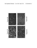 METHOD OF INDUCING NEUTRALIZING ANTIBODIES TO HUMAN IMMUNODEFICIENCY VIRUS diagram and image