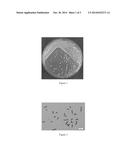 STRAIN OF EXOPOLYSACCHARIDE-SECRETING LACTOBACILLUS PLANTARUM AND     APPLICATION THEREOF diagram and image