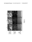 Modulation of Tissue Transglutaminase Activation in Disease diagram and image