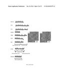 Self-Assembling Peptides Incorporating Modifications and Methods of Use     Thereof diagram and image