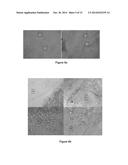 METHODS FOR CONTROLLING LEAF-CUTTING ANTS diagram and image