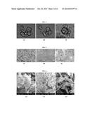 HUMAN HOMEOBOX GENE VENTX AND MACROPHAGE TERMINAL DIFFERENTIATION AND     ACTIVATION, COMPOSITIONS AND METHODS THEREOF diagram and image