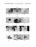 HUMAN HOMEOBOX GENE VENTX AND MACROPHAGE TERMINAL DIFFERENTIATION AND     ACTIVATION, COMPOSITIONS AND METHODS THEREOF diagram and image