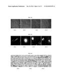 HUMAN HOMEOBOX GENE VENTX AND MACROPHAGE TERMINAL DIFFERENTIATION AND     ACTIVATION, COMPOSITIONS AND METHODS THEREOF diagram and image