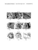 HUMAN HOMEOBOX GENE VENTX AND MACROPHAGE TERMINAL DIFFERENTIATION AND     ACTIVATION, COMPOSITIONS AND METHODS THEREOF diagram and image