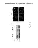 Hepatitis Virus Culture Systems Using Stem Cell-Derived Human     Hepatocyte-Like Cells and Their Methods of Use diagram and image