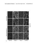 Hepatitis Virus Culture Systems Using Stem Cell-Derived Human     Hepatocyte-Like Cells and Their Methods of Use diagram and image