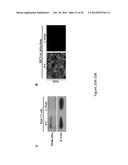 Hepatitis Virus Culture Systems Using Stem Cell-Derived Human     Hepatocyte-Like Cells and Their Methods of Use diagram and image