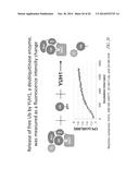 SENSORS AND ASSAYS FOR UBIQUITIN OR UBIQUITIN-LIKE PROTEINS diagram and image