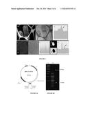 CLONABLE TAG FOR CORRELATIVE LIGHT AND ELECTRON MICROSCOPY LABELING diagram and image