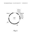 Polypeptides Having Endoglucanase Activity And Polynucleotides Encoding     Same diagram and image