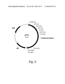 Polypeptides Having Endoglucanase Activity And Polynucleotides Encoding     Same diagram and image