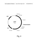 Polypeptides Having Endoglucanase Activity And Polynucleotides Encoding     Same diagram and image