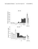 Use of a Rock Inhibitor to Sustain Primary Human Keratinocytes in a     Proliferative State diagram and image