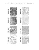 LAMBODIES WITH HIGH AFFINITY AND SELECTIVITY FOR GLYCANS AND USES THEREFOR diagram and image