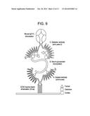 LAMBODIES WITH HIGH AFFINITY AND SELECTIVITY FOR GLYCANS AND USES THEREFOR diagram and image