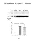 METHODS FOR PRESERVING PHOTORECEPTOR CELL VIABILITY FOLLOWING RETINAL     DETACHMENT diagram and image