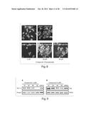 TYPE III SECRETION INHIBITORS, ANALOGS AND USES THEREOF diagram and image