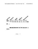 CHROMAN-DERIVED ANTI-ANDROGENS FOR TREATMENT OF ANDROGEN MEDIATED     DISORDERS diagram and image