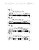 ELECTROCARDIOGRAPHIC WAVEFORM MEASURING APPARATUS diagram and image