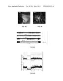 Wirelessly-powered illumination of biological tissue diagram and image