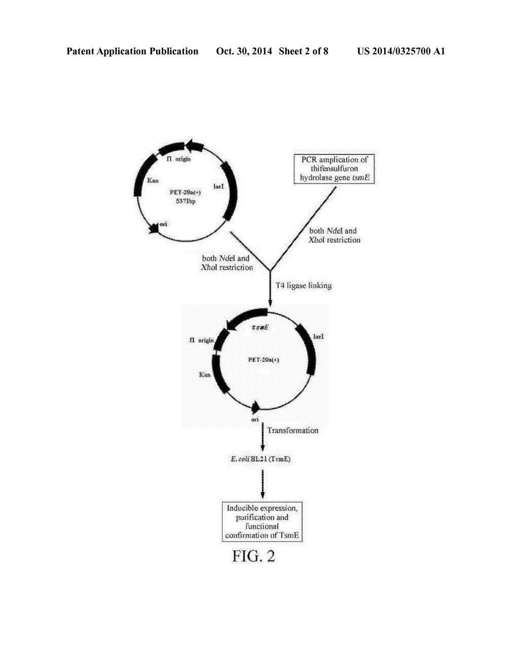 THIFENSULFURON HYDROLASE GENE TSME AND USES THEREOF - diagram, schematic, and image 03